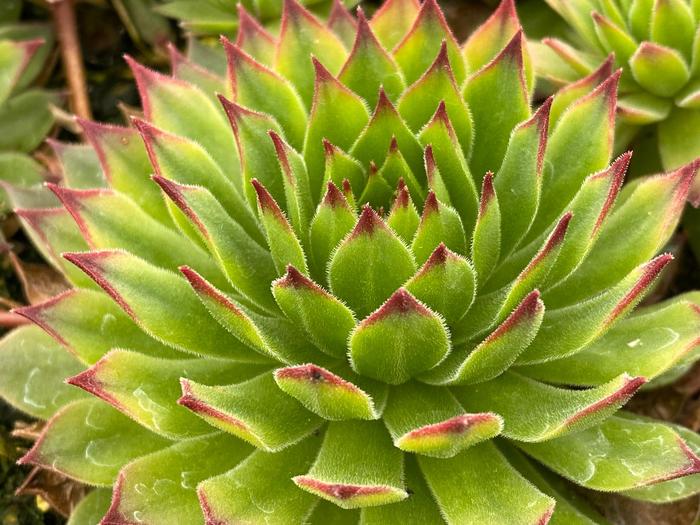 Chick Charms&reg; Mint Chocolate Chip&trade; - Sempervivum (Hen and Chicks) from Paradise Acres Garden Center