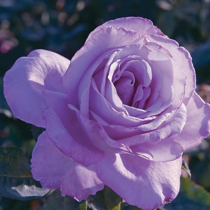 'Blue Girl' Hybrid Tea Rose - Rosa from Paradise Acres Garden Center