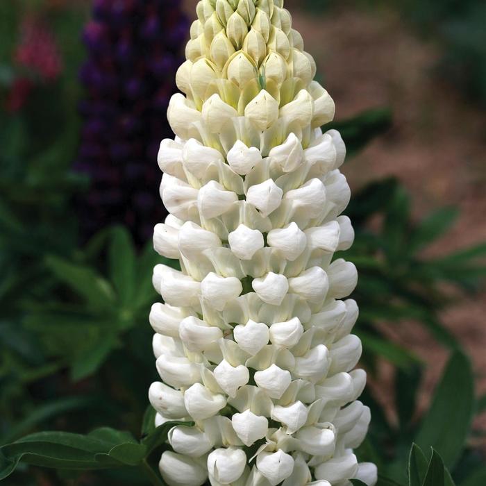 Westcountry&trade; 'Polar Princess' - Lupinus polyphyllus (Lupine) from Paradise Acres Garden Center