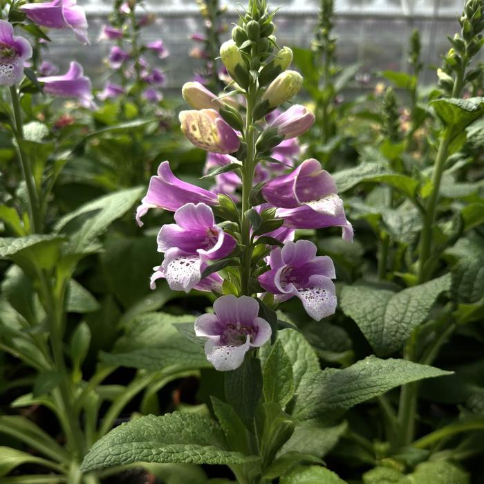 'Dalmatian Rose' - Digitalis purpurea (Foxglove) from Paradise Acres Garden Center