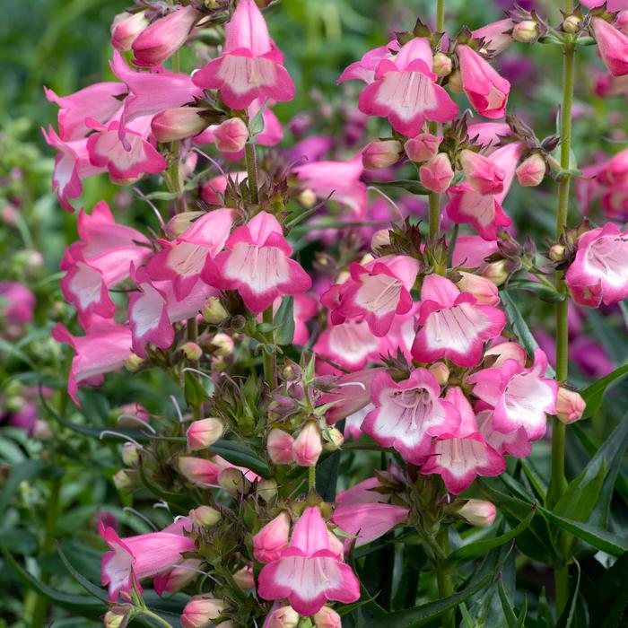 Harlequin&trade; Pink - Penstemon (Beardtongue) from Paradise Acres Garden Center