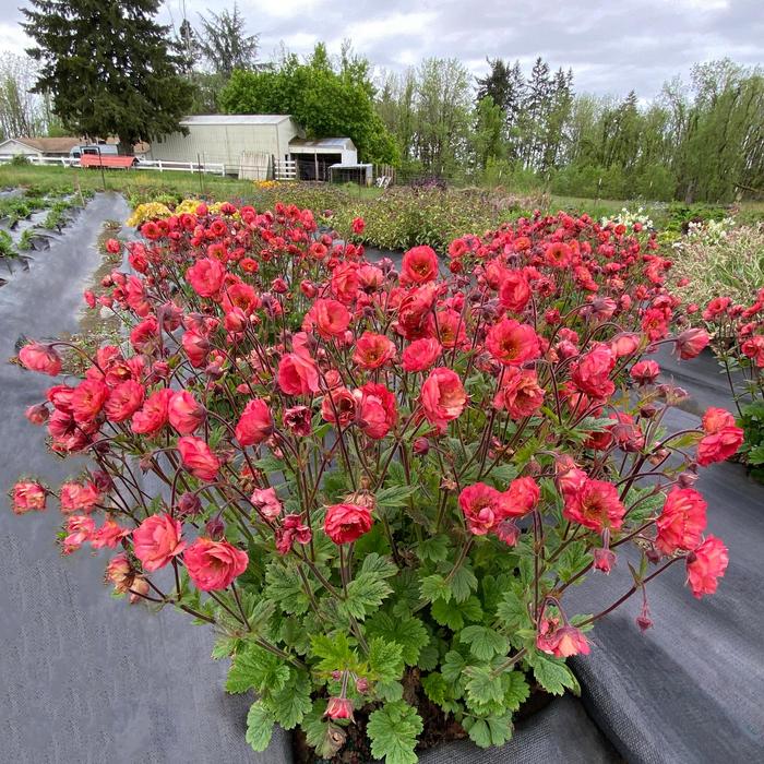 Tempo&trade; Coral - Geum from Paradise Acres Garden Center