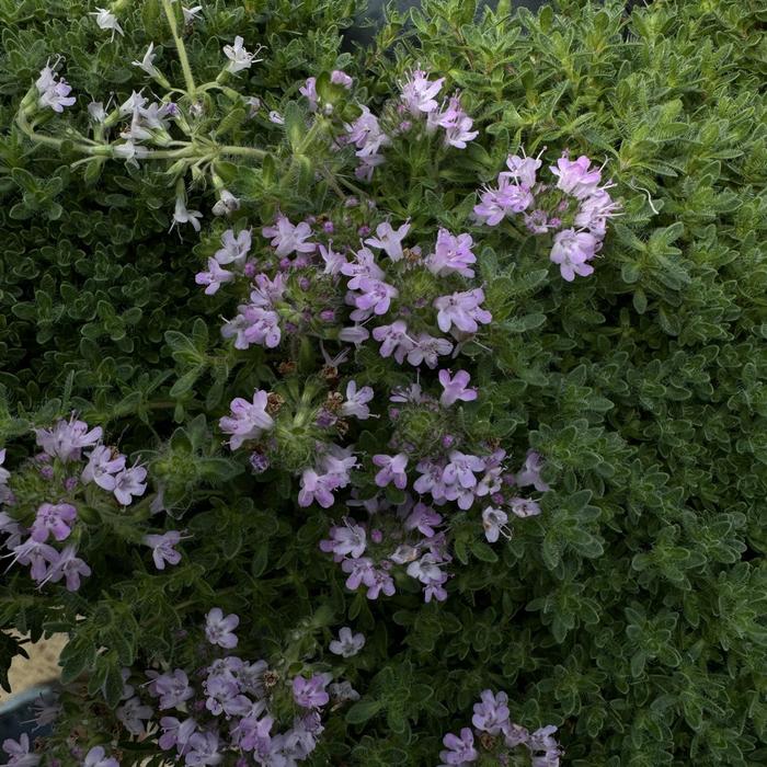 'Pink Chintz' Thyme - Thymus serpyllum from Paradise Acres Garden Center