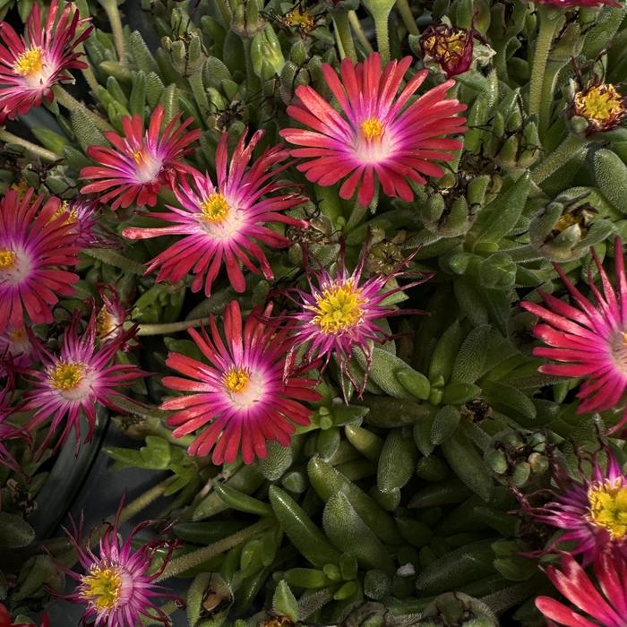 Jewel of Desert 'Garnet' - Delosperma (Ice Plant) from Paradise Acres Garden Center