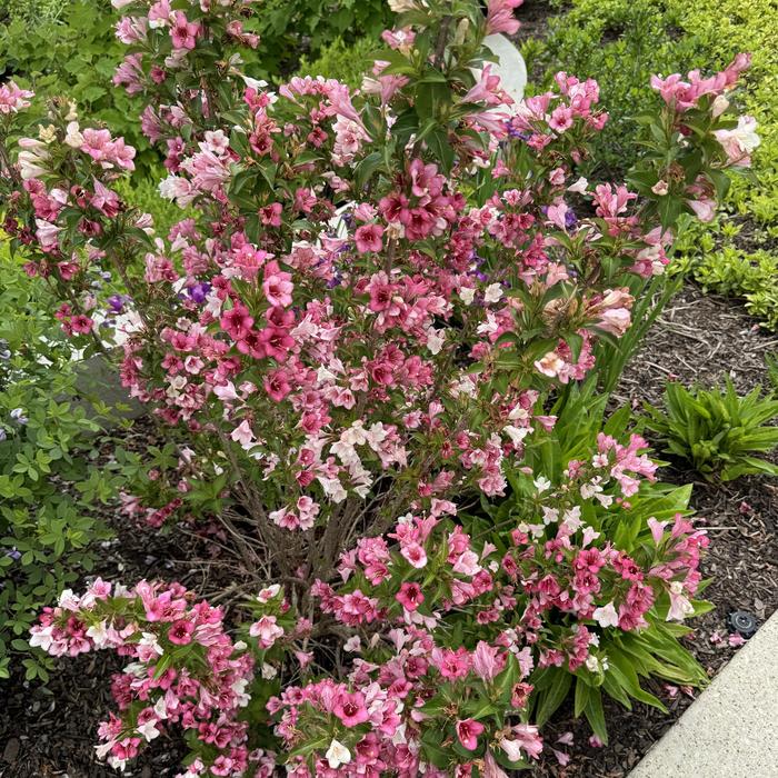 Czechmark Trilogy&reg; - Weigela florida from Paradise Acres Garden Center