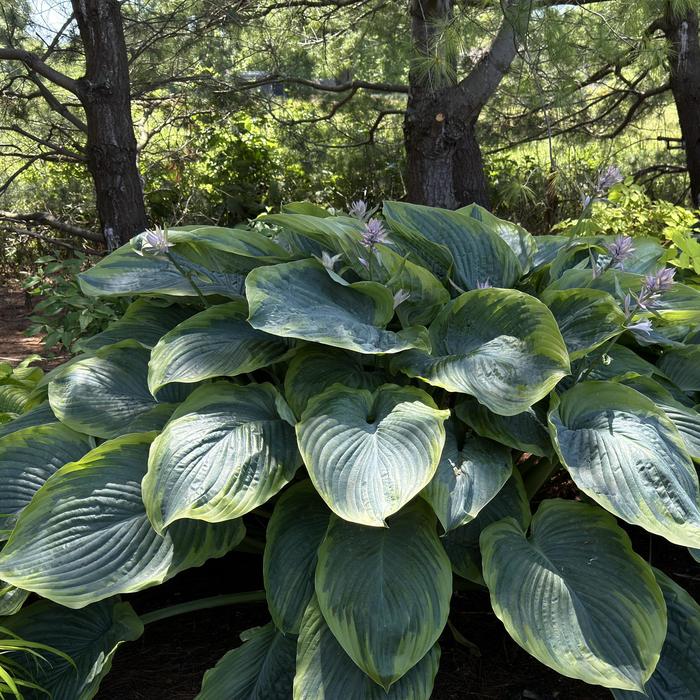 Shadowland&reg; 'Wu-La-La' - Hosta (Hosta, Plantain Lily) from Paradise Acres Garden Center