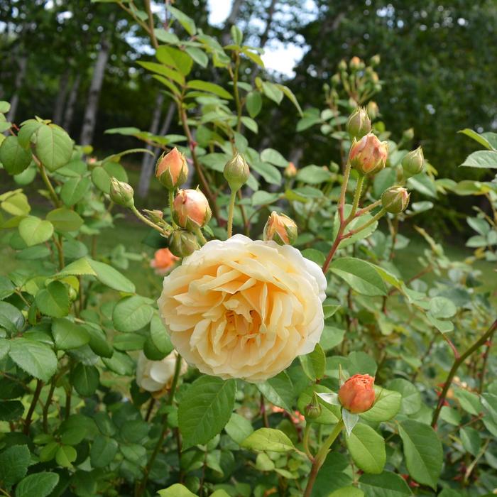 'Charles Darwin' Shrub Rose - Rosa from Paradise Acres Garden Center