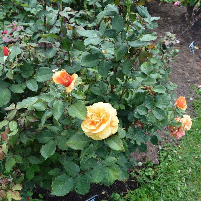 ''About Face'' Rose - Rosa from Paradise Acres Garden Center