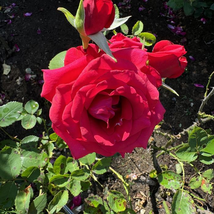 Kolorscape&reg; 'Kardinal&trade;' - Rosa (Rose) from Paradise Acres Garden Center
