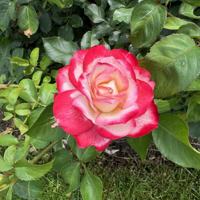 Cherry Parfait&trade; Rose - Rosa from Paradise Acres Garden Center