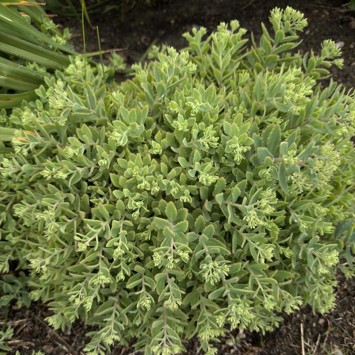Rock 'N Grow&reg; 'Pure Joy' - Sedum (Stonecrop) from Paradise Acres Garden Center