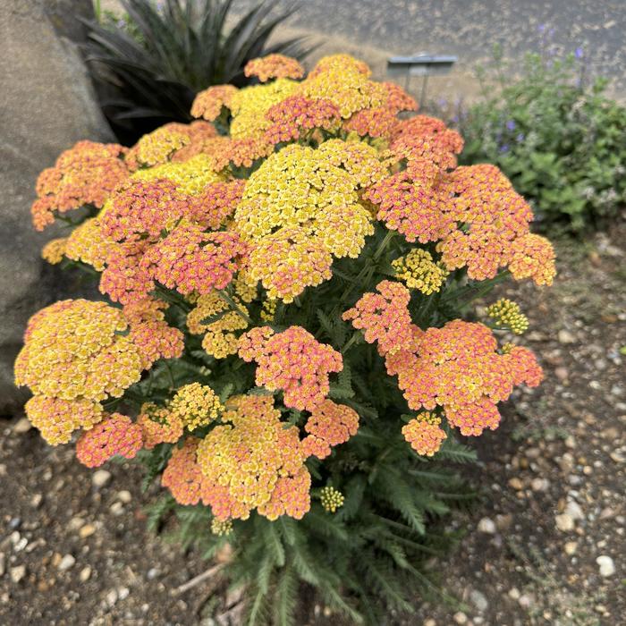 'Firefly Peach Sky' Yarrow - Achillea from Paradise Acres Garden Center