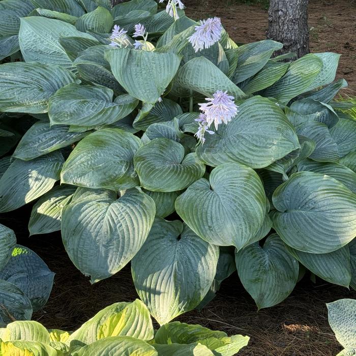 Shadowland&reg; 'Empress Wu' - Hosta (Plantain Lily, Hosta) from Paradise Acres Garden Center