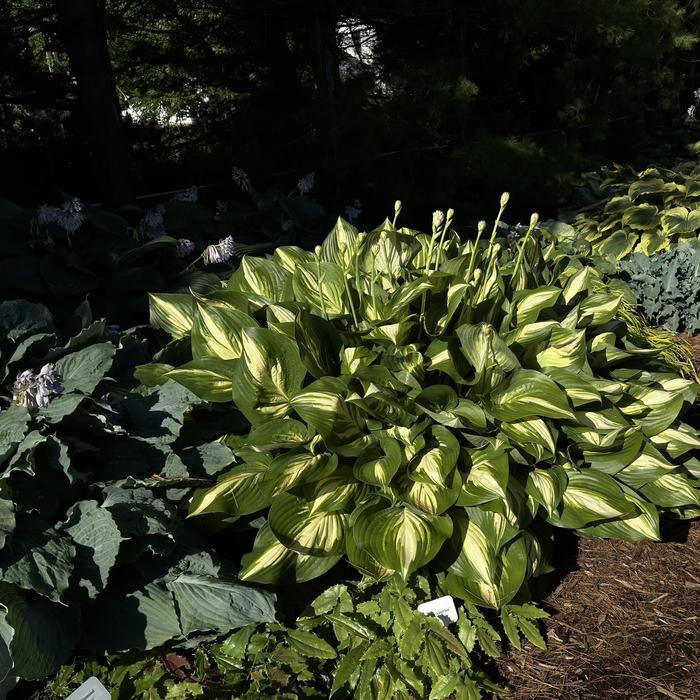 Shadowland&reg; 'Miss America' - Hosta (Plantain Lily, Hosta) from Paradise Acres Garden Center