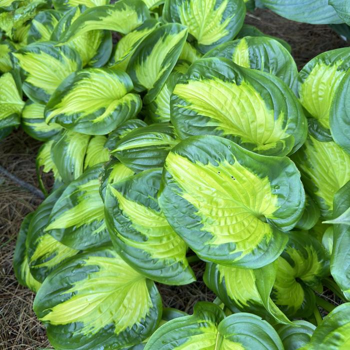 Shadowland&reg; 'Etched Glass' - Hosta (Hosta, Plantain Lily) from Paradise Acres Garden Center