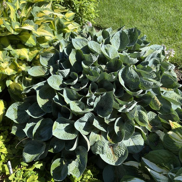 'Hadspen Blue' Hosta, Plantain Lily - Hosta from Paradise Acres Garden Center
