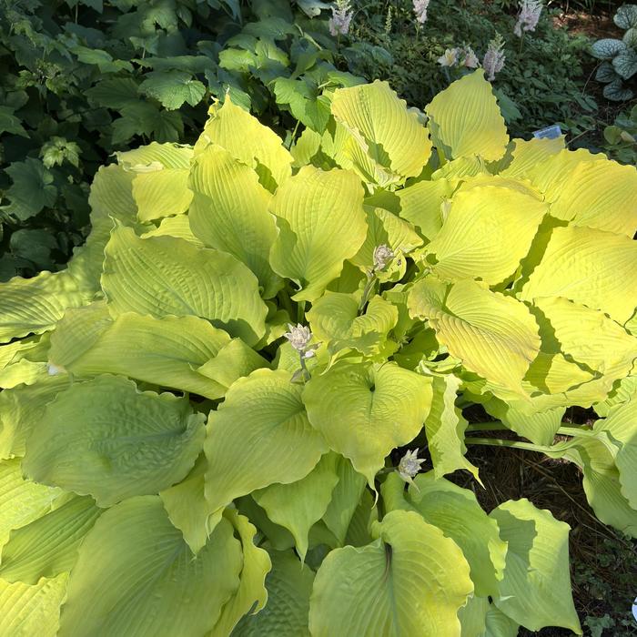 Shadowland&reg; 'Echo the Sun' - Hosta (Hosta, Plantain Lily) from Paradise Acres Garden Center