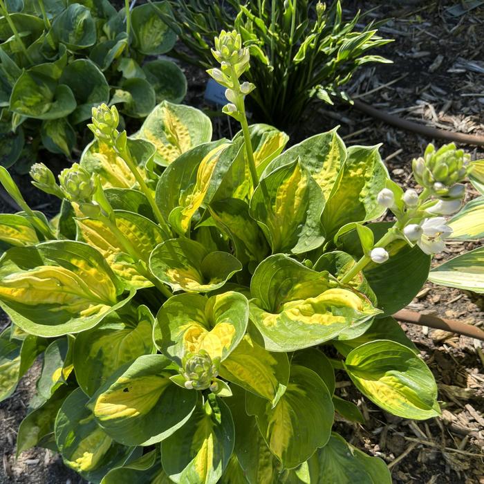 'Pocketful of Sunshine' Hosta, Plantain Lily - Hosta from Paradise Acres Garden Center