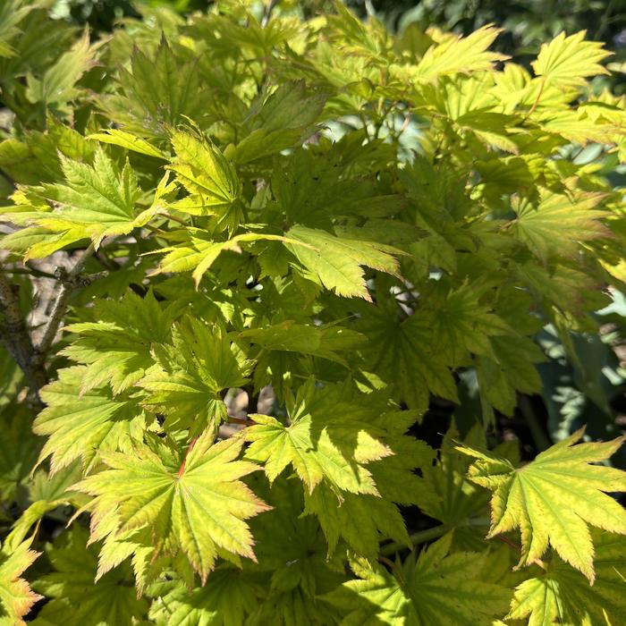 'Aureum' Fullmoon Maple - Acer shirasawanum from Paradise Acres Garden Center