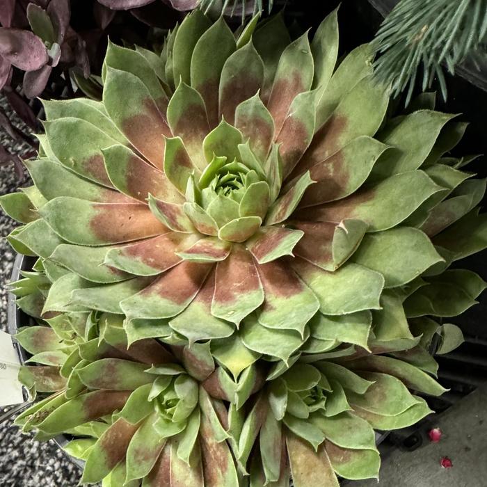 Chick Charms&reg; 'Giant Gold Mine' - Sempervivum (Hen and Chicks) from Paradise Acres Garden Center