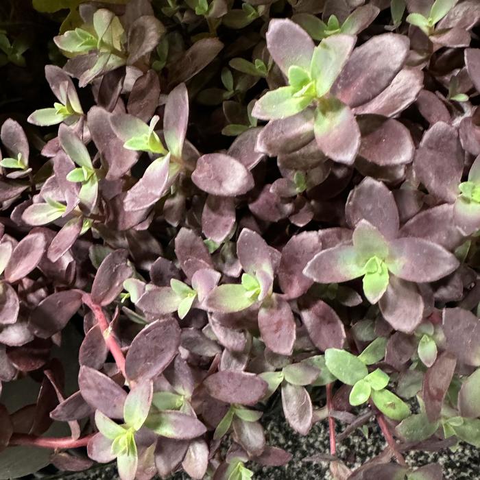 Sunsparkler&reg; 'Firecracker' - Sedum (Stonecrop) from Paradise Acres Garden Center