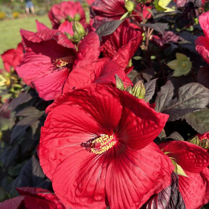 Summerific&reg; 'Holy Grail' - Hibiscus (Rose Mallow) from Paradise Acres Garden Center