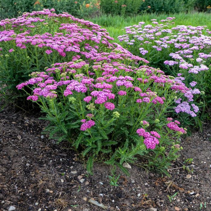 'Firefly Fuchsia' Yarrow - Achillea from Paradise Acres Garden Center