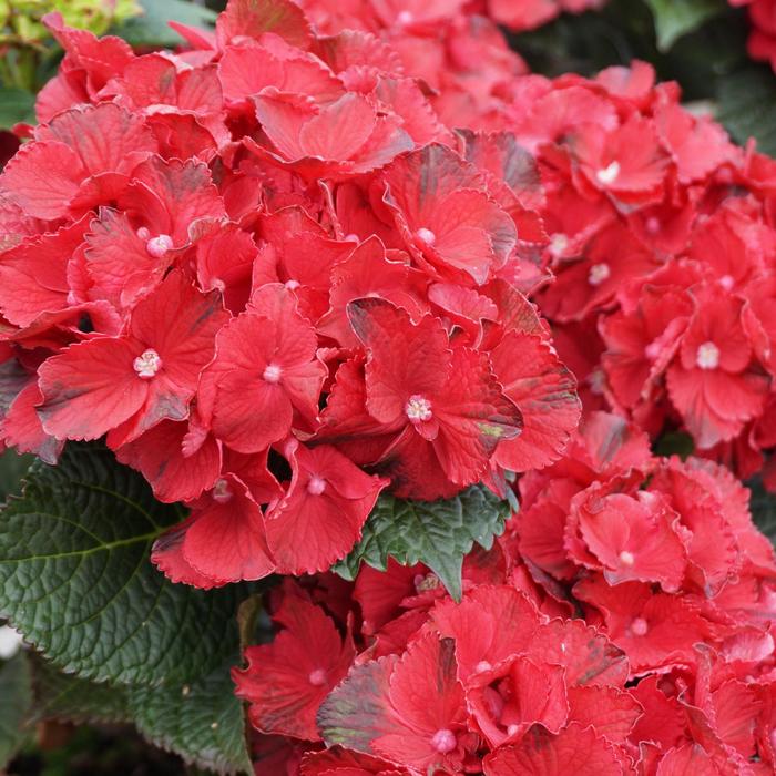 'Cherry-go-round&trade;' Bigleaf Hydrangea - Hydrangea Macrophylla from Paradise Acres Garden Center
