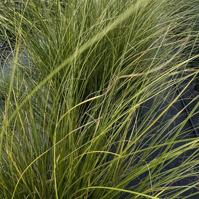 ColorGrass® 'Phoenix Green' - Carex comans (Leatherleaf Sedge) from Paradise Acres Garden Center