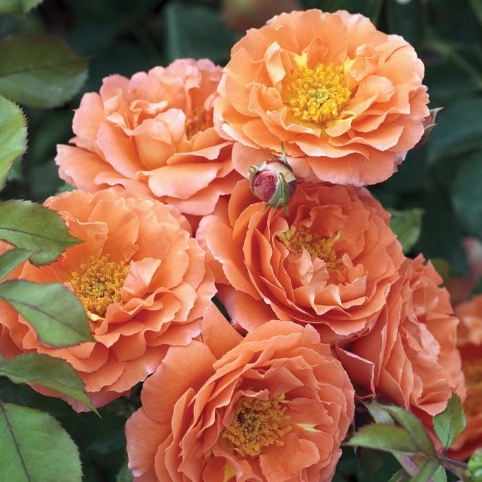 'Adobe Sunrise&trade;' Floribunda Rose - Rosa from Paradise Acres Garden Center