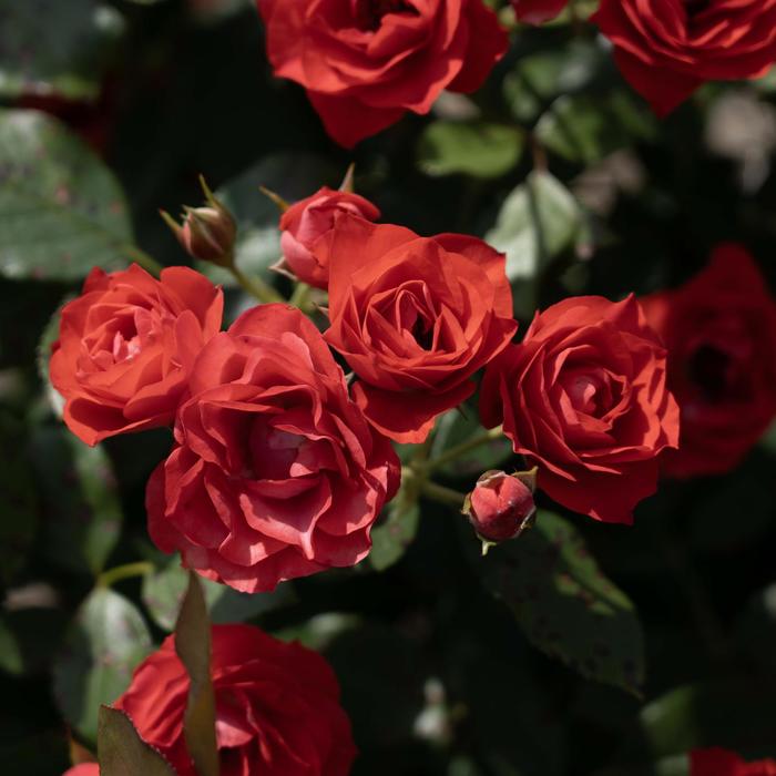 Brick House&reg; Orange - Rosa from Paradise Acres Garden Center