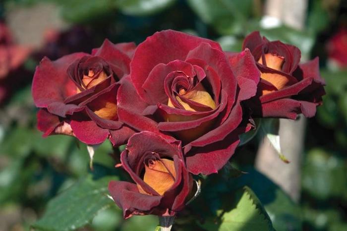 'Dark Night&trade;' Rose - Rosa from Paradise Acres Garden Center