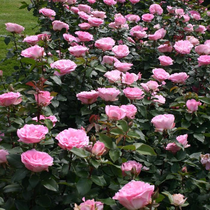 Eleganza&reg; 'Beverly&trade;' - Rosa (Hybrid Tea Rose) from Paradise Acres Garden Center