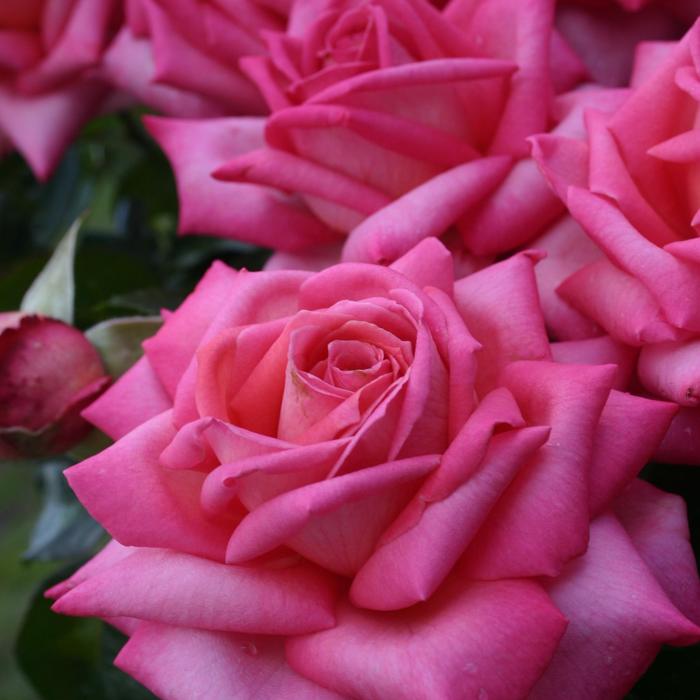 Eleganza&reg; 'Wedding Bells&trade;' - Rosa (Hybrid Tea Rose) from Paradise Acres Garden Center