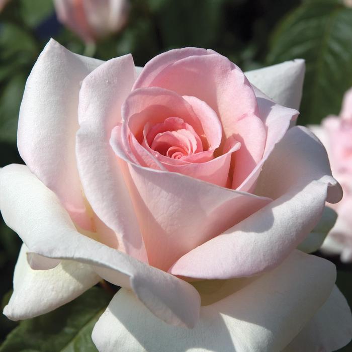 'Francis Meilland&reg;' Hybrid Tea Rose - Rosa from Paradise Acres Garden Center