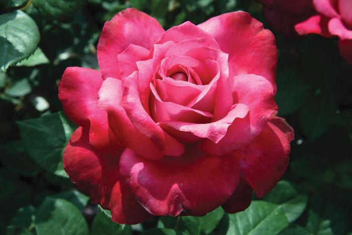 'Girls' Night Out' Hybrid Tea Rose - Rosa from Paradise Acres Garden Center