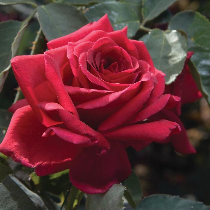 Papa Meilland&reg; Rose - Rosa from Paradise Acres Garden Center