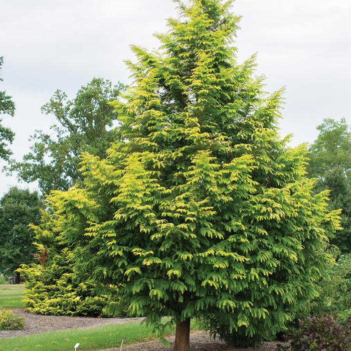 'Amber Glow&trade;' Dawn Redwood - Metasequoia glyptostroboides from Paradise Acres Garden Center