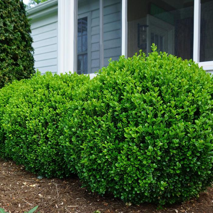 'NewGen Freedom®' Boxwood - Buxus from Paradise Acres Garden Center