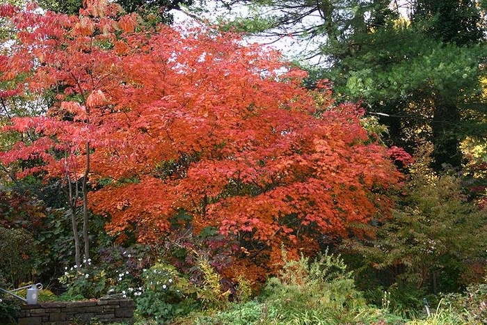 Vine Maple - Acer circinatum from Paradise Acres Garden Center