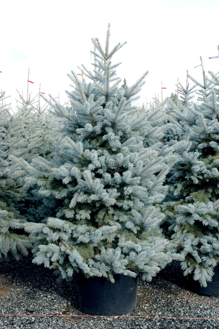 'Bacheri Spruce' - Picea Pungens 'Bacheri' from Paradise Acres Garden Center