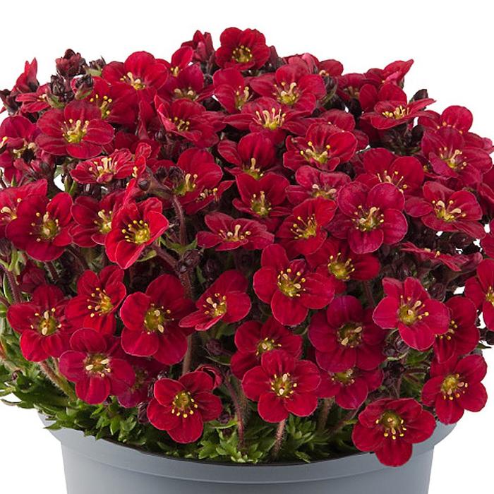 Marto&trade; Red Rockfoil - Saxifraga x arendsii from Paradise Acres Garden Center