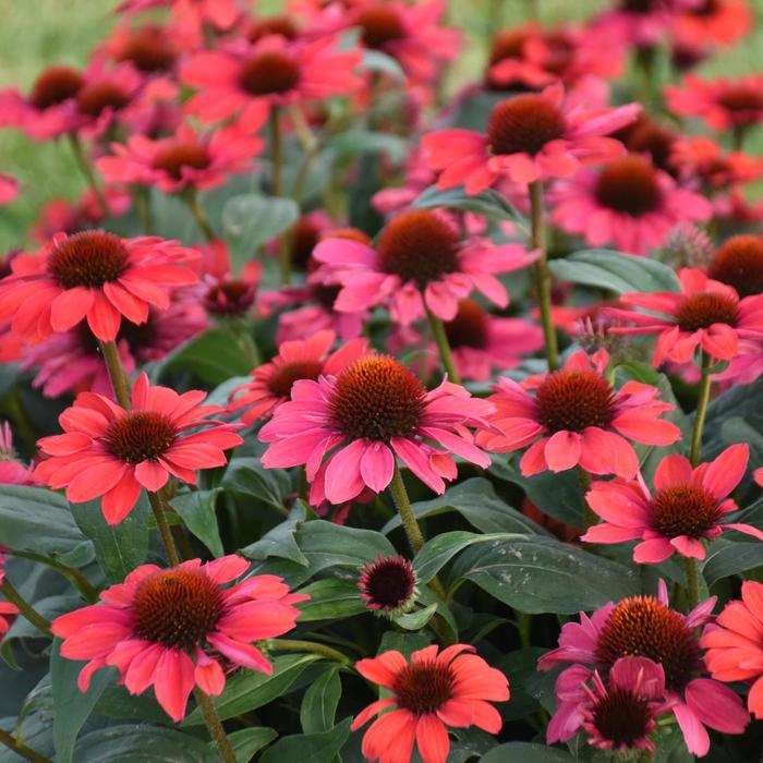 Color Coded&reg; 'Knock 'em Red' - Echinacea (Coneflower) from Paradise Acres Garden Center