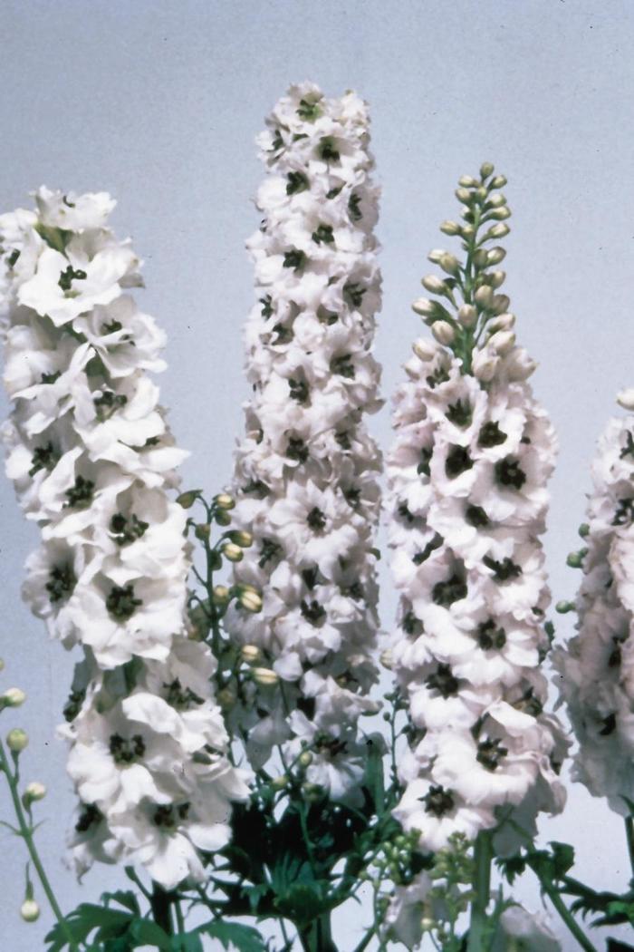 'Magic Fountains White/Dark Bee' Larkspur - Delphinium elatum from Paradise Acres Garden Center
