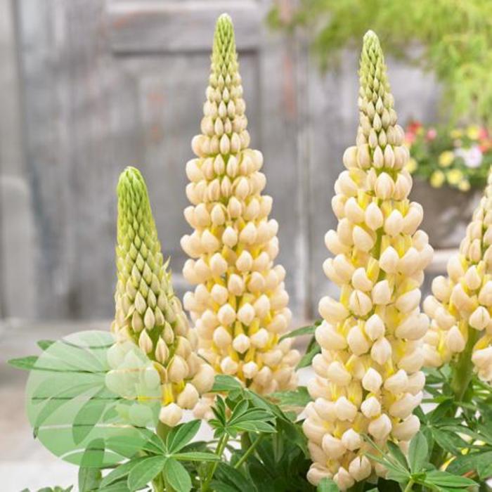 Westcountry&trade; 'Cashmere Cream' - Lupinus polyphyllus (Lupine) from Paradise Acres Garden Center