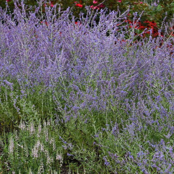 'Crazy Blue' Russian Sage - Perovskia atriplicifolia from Paradise Acres Garden Center