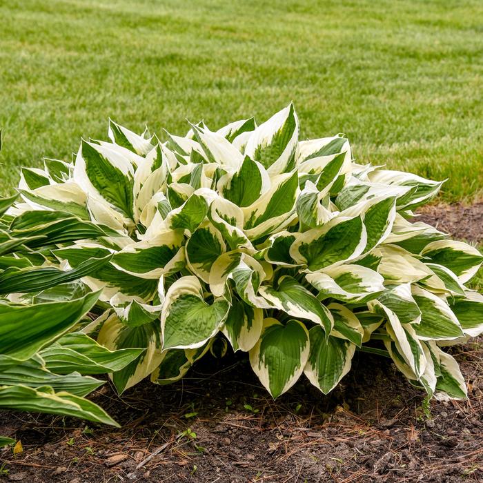 'Patriot' - Hosta (Plantain Lily) from Paradise Acres Garden Center