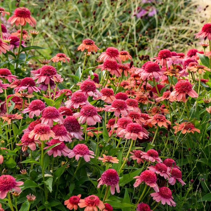 Double Dipped&reg; 'Rainbow Sherbet' - Echinacea (Coneflower) from Paradise Acres Garden Center
