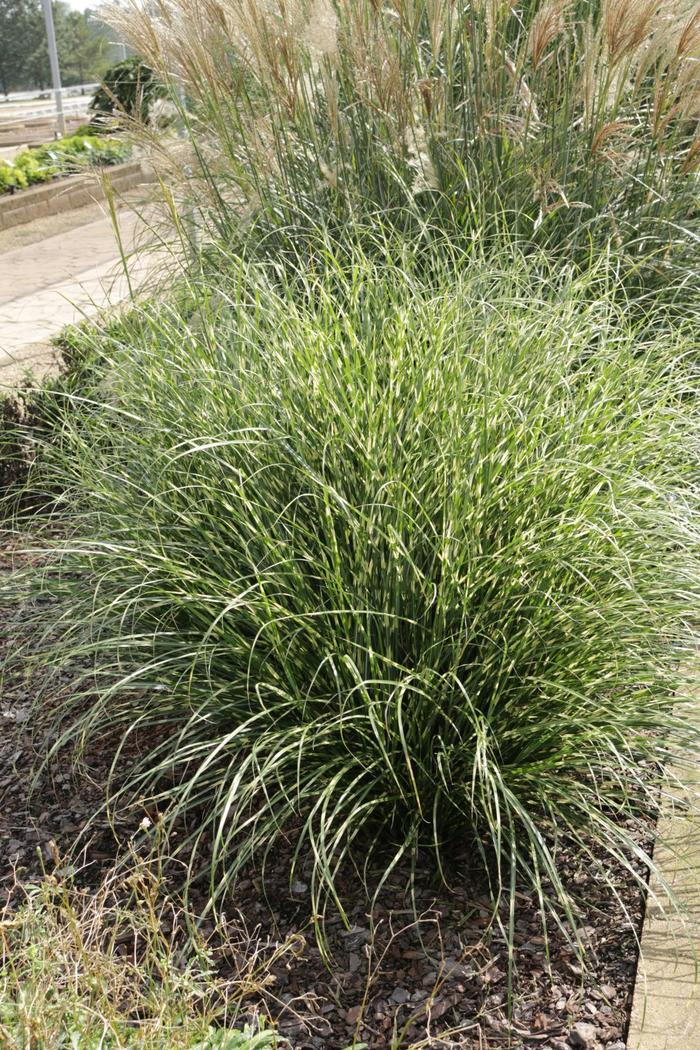 'Bandwidth' Japanese Silver Grass - Miscanthus sinensis from Paradise Acres Garden Center