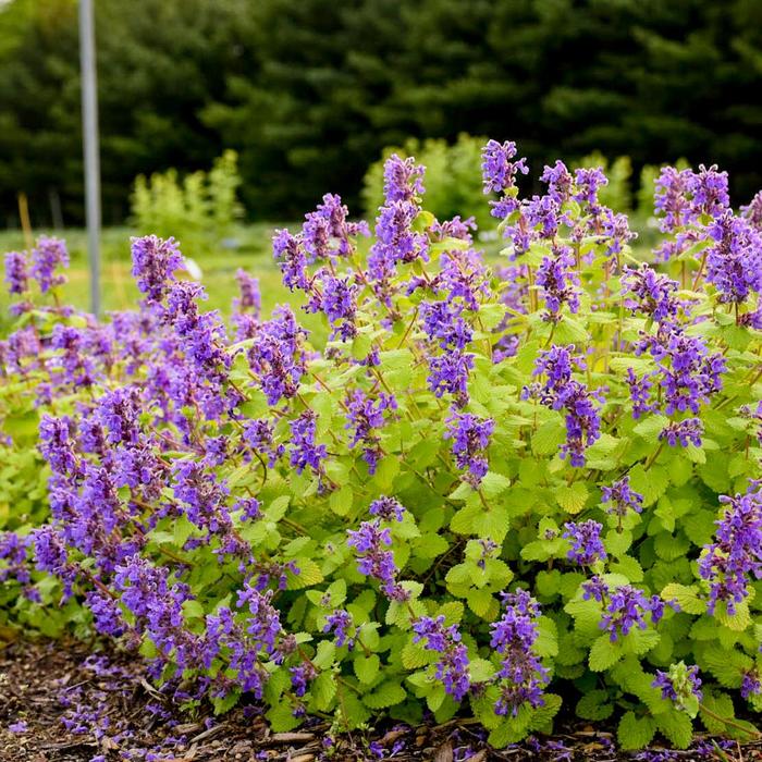 'Chartreuse on the Loose' Catmint - Nepeta x faassenii from Paradise Acres Garden Center